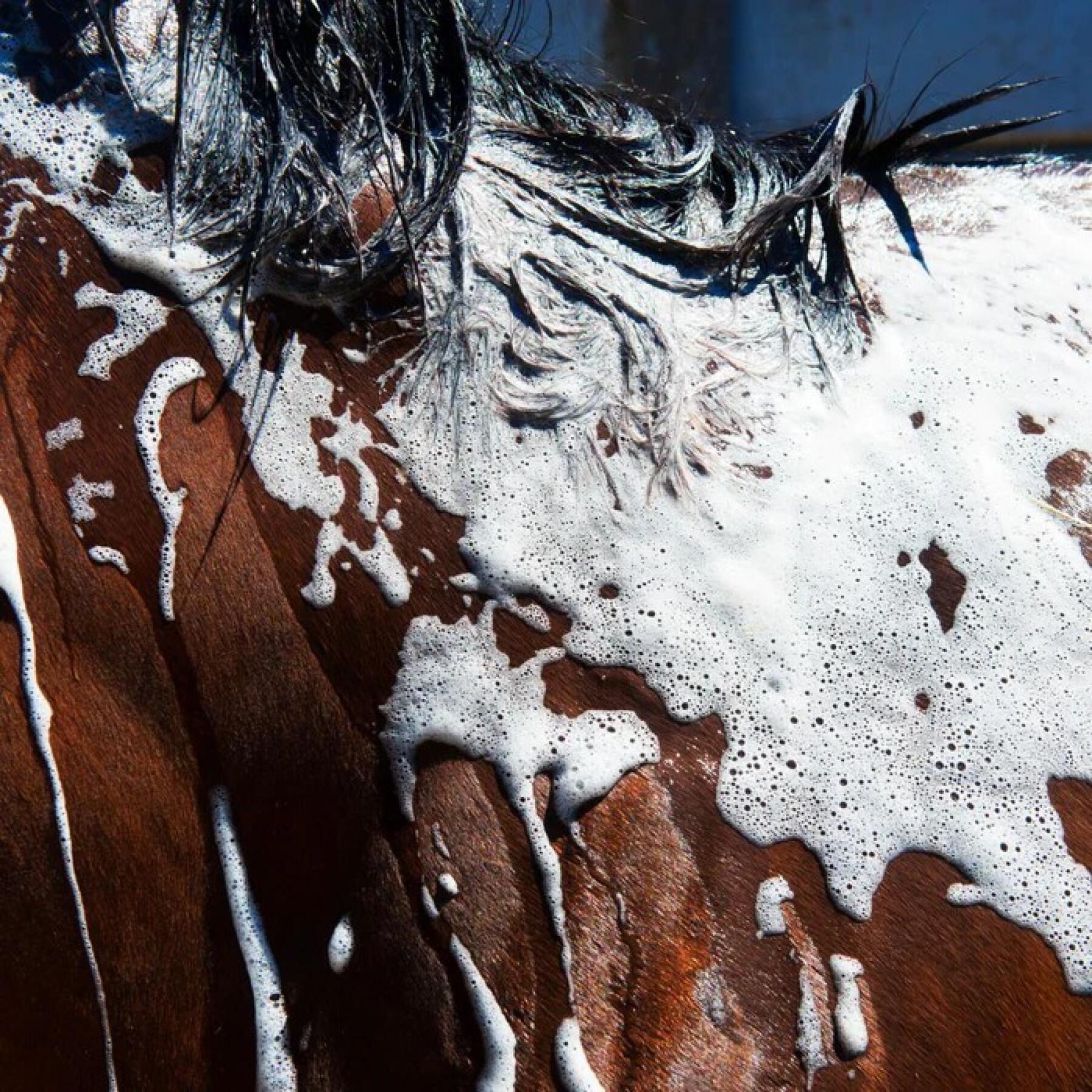 Shampoo per cavalli Foran Equine Bodywash 1 L