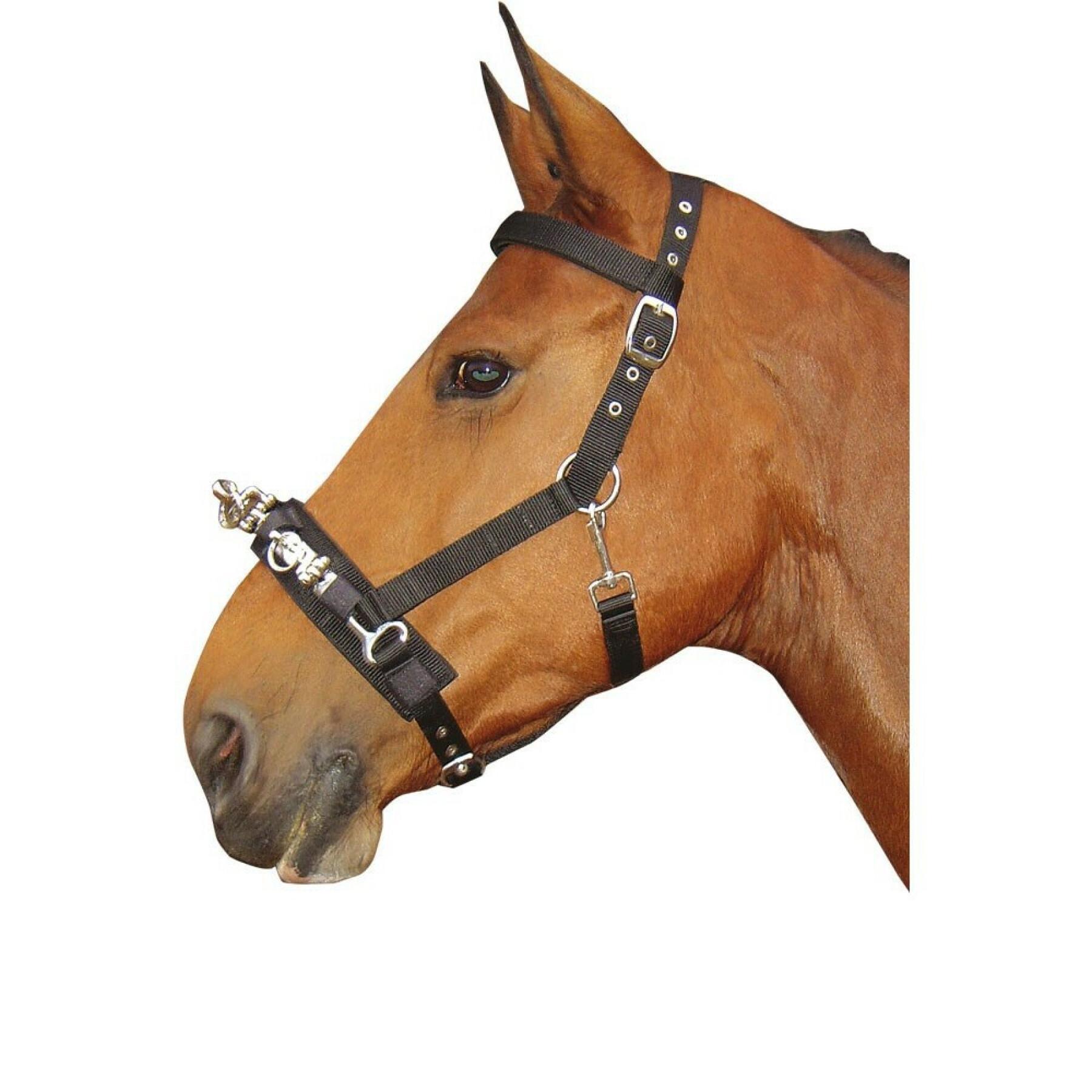Cavalli cavessoni Harry's Horse