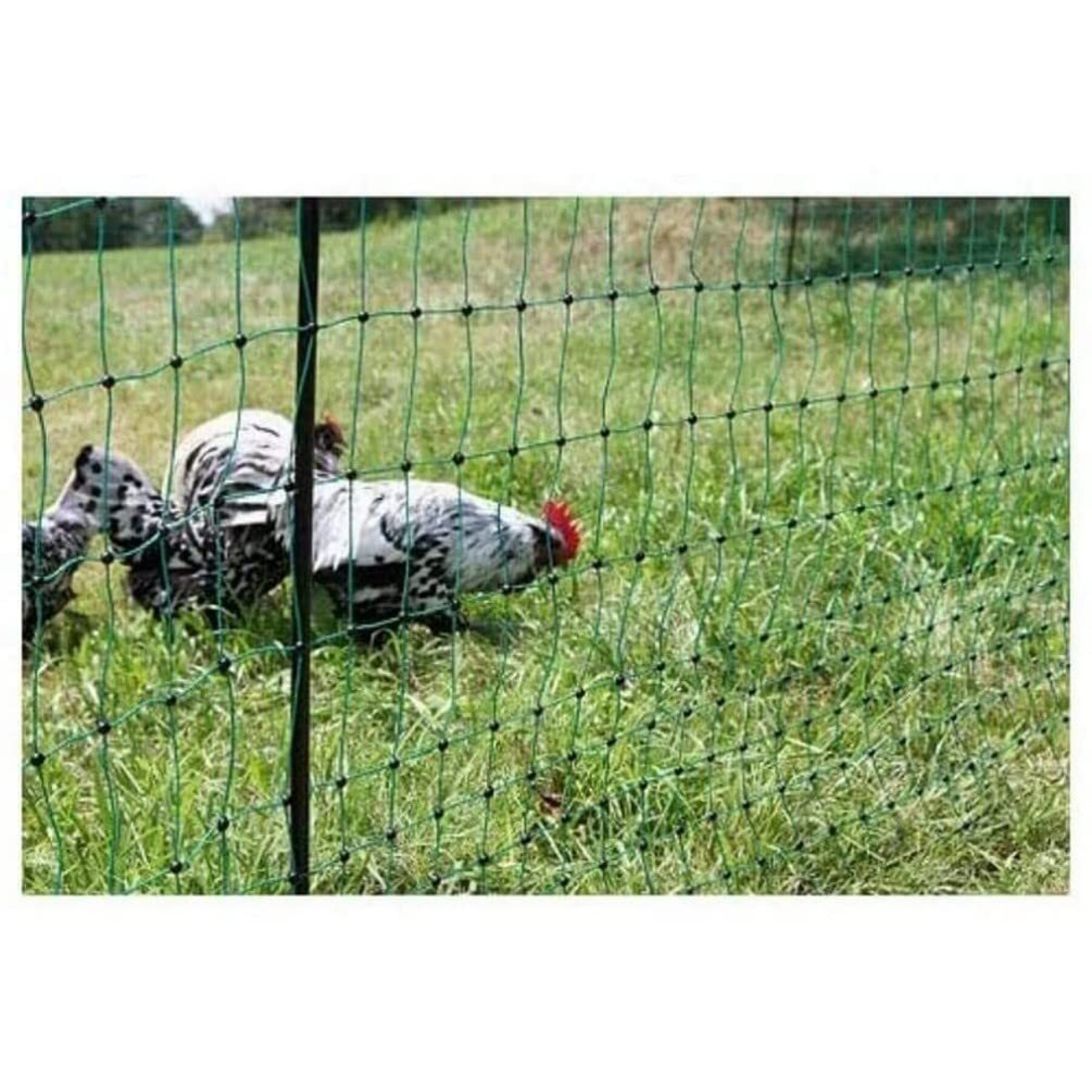 Rete di recinzione per pollame elettrificabile a doppio punto Kerbl
