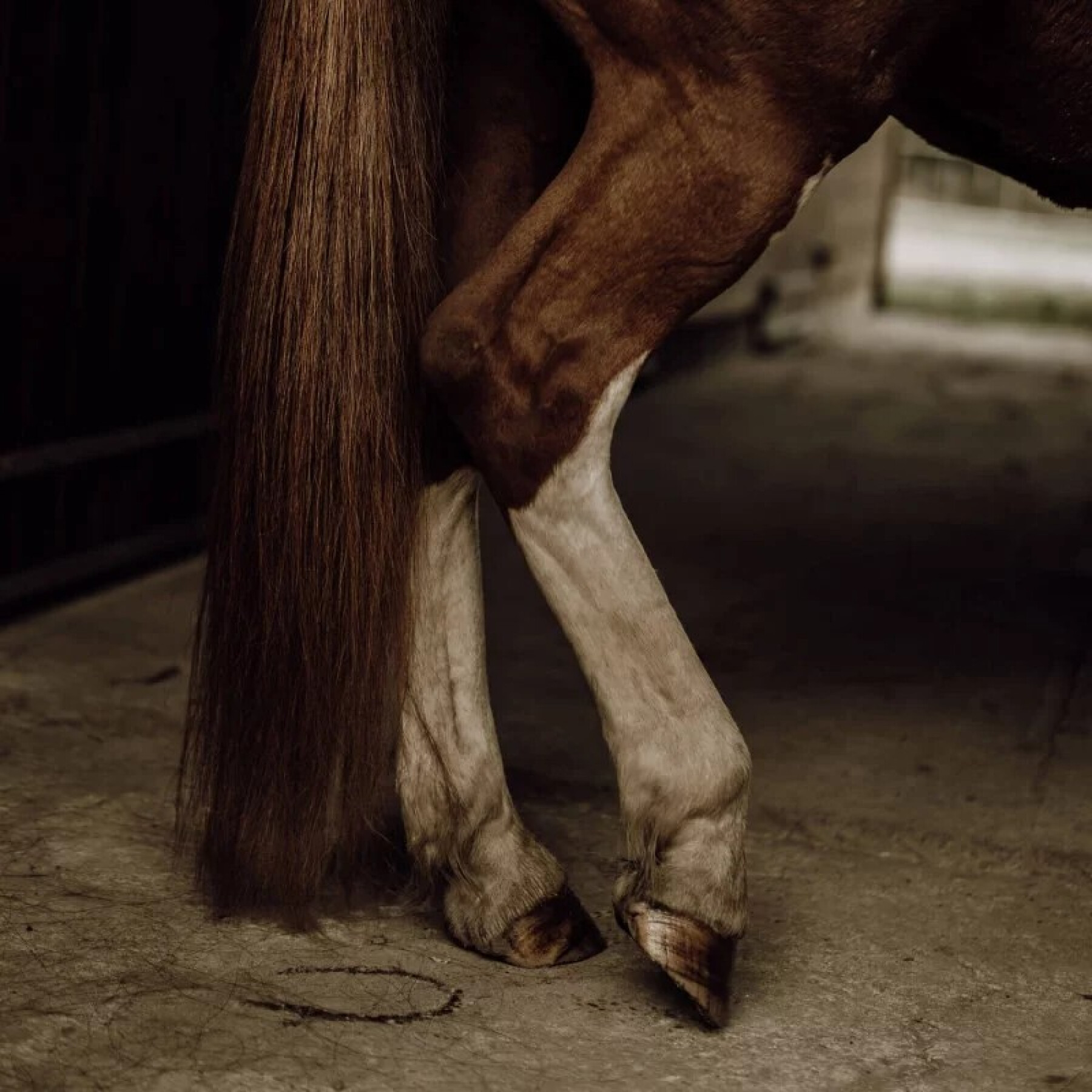 Districante naturale per capelli di cavallo Nellumbo