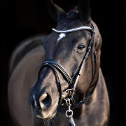 Briglie da equitazione HV Polo Legacy deluxe