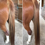 Districante naturale per capelli di cavallo Nellumbo
