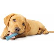 Gioco per cani Nylabone Puppy Teething Dental Chew - Blue Chicken XS